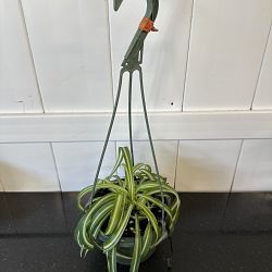 Bonnie Spider Plant Bonnie Spider Plant