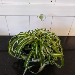 Bonnie Spider Plant Bonnie Spider Plant