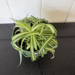 Bonnie Spider Plant Bonnie Spider Plant