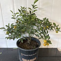 Calamondin Citrus Tree Calamondin Citrus Tree