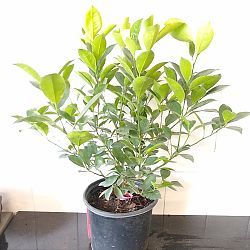 Calamondin Citrus Tree Calamondin Citrus Tree
