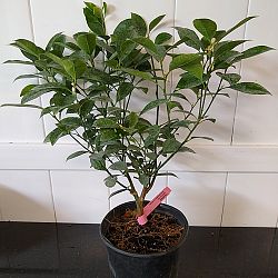Calamondin Citrus Tree Calamondin Citrus Tree