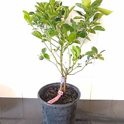 Calamondin Citrus Tree Calamondin Citrus Tree