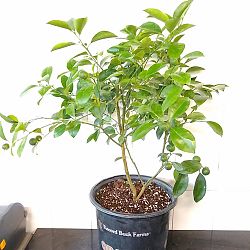 Calamondin Citrus Tree Calamondin Citrus Tree