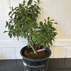 Calamondin Citrus Tree Calamondin Citrus Tree