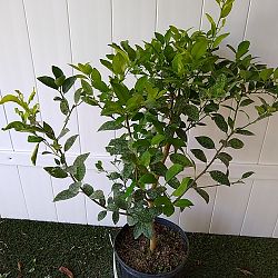 Key Lime Citrus Tree Key Lime Citrus Tree