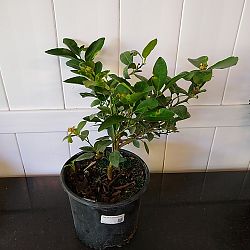 Key Lime Citrus Tree Key Lime Citrus Tree