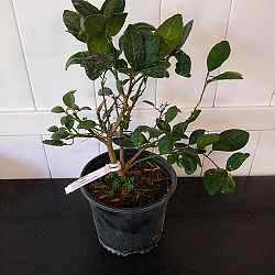 Key Lime Citrus Tree Key Lime Citrus Tree