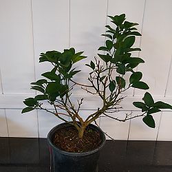Key Lime Citrus Tree Key Lime Citrus Tree
