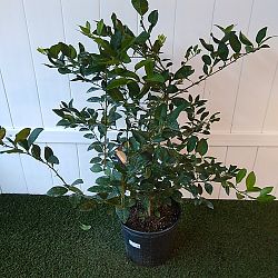 Key Lime Citrus Tree Key Lime Citrus Tree