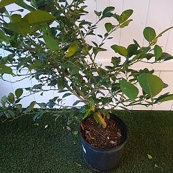Key Lime Citrus Tree Key Lime Citrus Tree