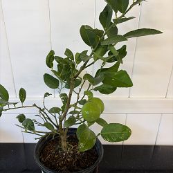 Key Lime Citrus Tree Key Lime Citrus Tree