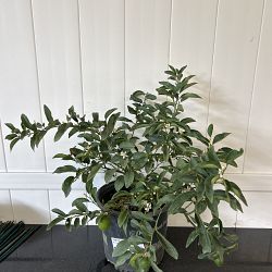 Eureka Lemon Citrus Tree Eureka Lemon Citrus Tree