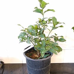 Eureka Lemon Citrus Tree Eureka Lemon Citrus Tree