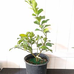 Eureka Lemon Citrus Tree Eureka Lemon Citrus Tree