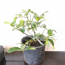 Eureka Lemon Citrus Tree Eureka Lemon Citrus Tree