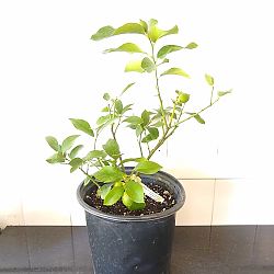 Eureka Lemon Citrus Tree Eureka Lemon Citrus Tree