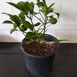 Eureka Lemon Citrus Tree Eureka Lemon Citrus Tree