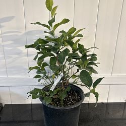 Harvey Lemon Citrus Tree Harvey Lemon Citrus Tree