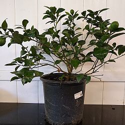 Meyer Lemon Tree Meyer Lemon Tree