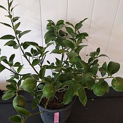 Meyer Lemon Tree Meyer Lemon Tree