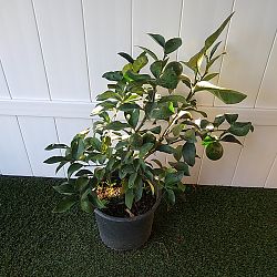 Meyer Lemon Tree Meyer Lemon Tree