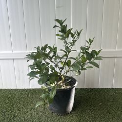 Meyer Lemon Tree Meyer Lemon Tree