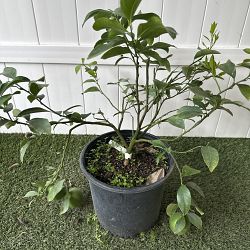 Meyer Lemon Tree Meyer Lemon Tree