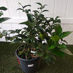 Meyer Lemon Tree Meyer Lemon Tree