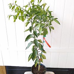 Red Navel Orange Tree Red Navel Orange Tree