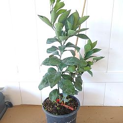 Red Navel Orange Tree Red Navel Orange Tree