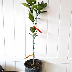 Navel Orange Citrus Tree Navel Orange Citrus Tree