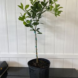 Navel Orange Citrus Tree Navel Orange Citrus Tree