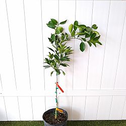 Navel Orange Citrus Tree Navel Orange Citrus Tree