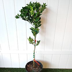 Navel Orange Citrus Tree Navel Orange Citrus Tree