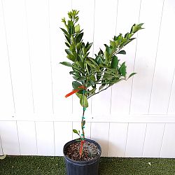 Navel Orange Citrus Tree Navel Orange Citrus Tree
