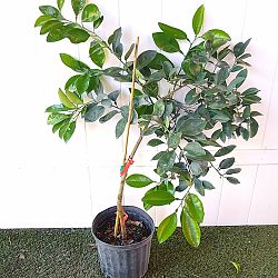 Navel Orange Citrus Tree Navel Orange Citrus Tree