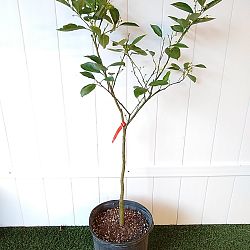 Valencia Orange Citrus Tree Valencia Orange Citrus Tree