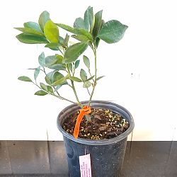 Valencia Orange Citrus Tree Valencia Orange Citrus Tree