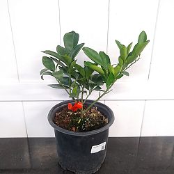 Valencia Orange Citrus Tree Valencia Orange Citrus Tree