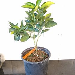 Valencia Orange Citrus Tree Valencia Orange Citrus Tree