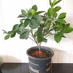 Valencia Orange Citrus Tree Valencia Orange Citrus Tree