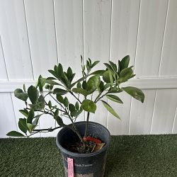 Valencia Orange Citrus Tree Valencia Orange Citrus Tree