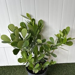 Clusia guttifera Clusia guttifera