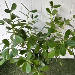 Clusia guttifera Clusia guttifera