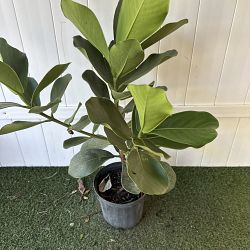 Clusia rosea Clusia rosea