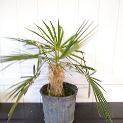 Coccothrinax crinita, Old Man Palm, Thatch Palm, Palma Petate Coccothrinax crinita, Old Man Palm, Thatch Palm, Palma Petate