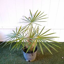 Coccothrinax crinita, Old Man Palm, Thatch Palm, Palma Petate Coccothrinax crinita, Old Man Palm, Thatch Palm, Palma Petate