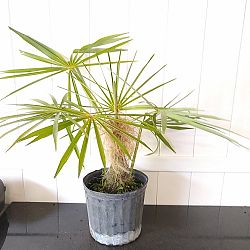 Coccothrinax crinita, Old Man Palm, Thatch Palm, Palma Petate Coccothrinax crinita, Old Man Palm, Thatch Palm, Palma Petate