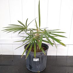 Coccothrinax crinita, Old Man Palm, Thatch Palm, Palma Petate Coccothrinax crinita, Old Man Palm, Thatch Palm, Palma Petate